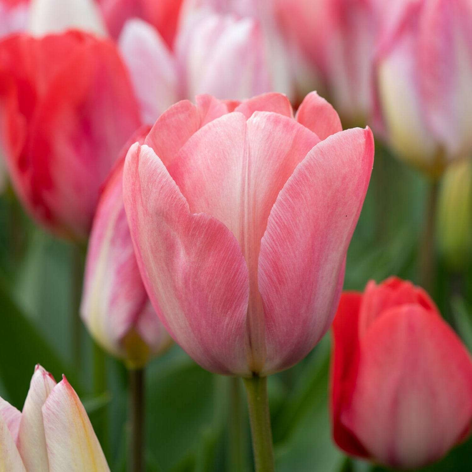 Tulpe 'Mystic van Eijk' - Tulipaner
